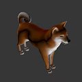 Realistic 3D Model Of Shiba Inu Dog With Brown White Coat Standing