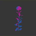 Pink Chrysanthemum Plant With Green Stem And Leaves On Gray Background