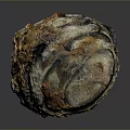 Detailed View of Biological Organ with Hair Like Structures and Textured Surface
