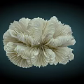 White Ruffled Flower Like Coral Aquatic Animal With Delicate Structure On Dark Background