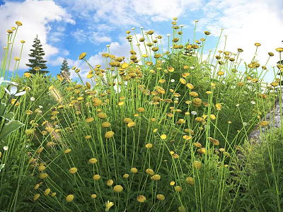Blooming Yellow Flowers With Green Stems In Natural Garden Under Blue Sky And White Clouds 3d model