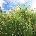 Blooming Yellow Flowers With Green Stems In Natural Garden Under Blue Sky And White Clouds