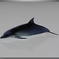 Blue Dolphin Streamlined Body With Smooth Surface Reflection Against Gray Gradient Background Lighting Effect