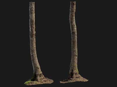 Tall Arbor Tree Trunks With Roots And Grass On Black Background 3d model
