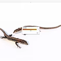 Two Small Brown Black Striped Lizards With Long Tails Crawling On White Background