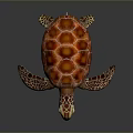 Reptile Sea Turtle Close Up With Orange Red Patterned Shell And Webbed Limbs