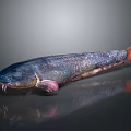 Sleek Elongated Aquatic Catfish With Smooth Dark Purple Skin Whiskers And Orange Tail