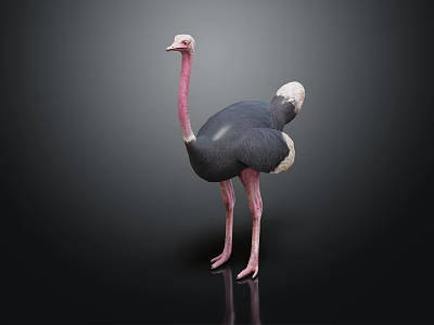 Ostrich With Pink Neck And Legs Black Body White Tail On Dark Background 3d model