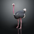 Ostrich With Pink Neck And Legs Black Body White Tail On Dark Background