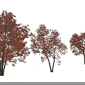 Autumn Arbor Trees With Vibrant Orange Red Leaves And Different Growth Sizes