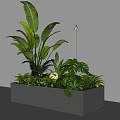 Indoor Black Square Planter With Various Green Plants Large Leaves Ferns And White Flower Bonsai