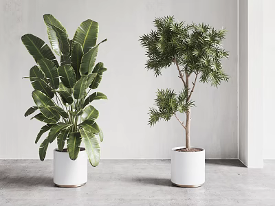 Indoor Bonsai Potted Plants With Broad Leaf And Pine Like Tree In White Pots 3d model