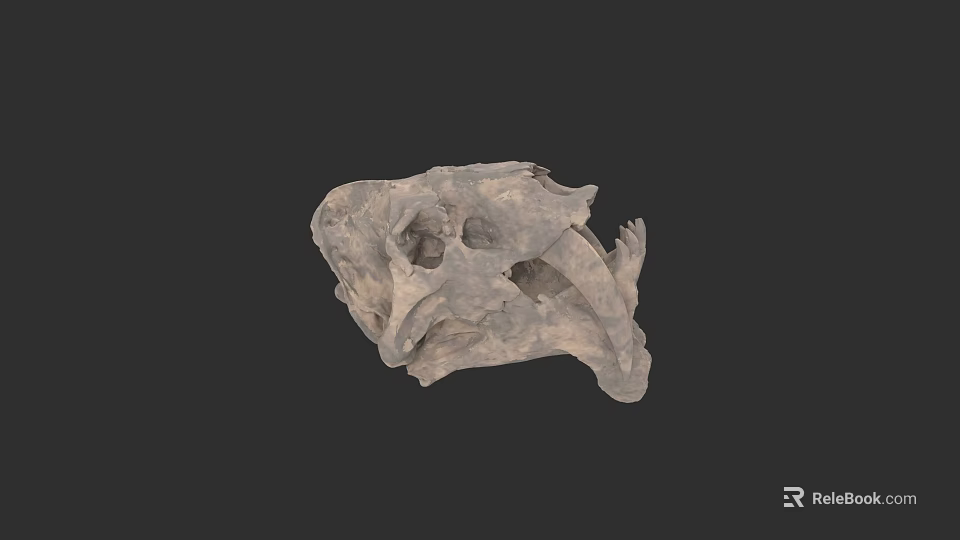 Ancient Dinosaur Skull Fossil With Detailed Skeleton Structure And Natural Features 3d model 
