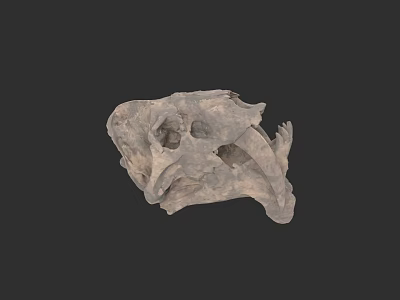 Ancient Dinosaur Skull Fossil With Detailed Skeleton Structure And Natural Features 3d model