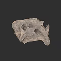 Ancient Dinosaur Skull Fossil With Detailed Skeleton Structure And Natural Features