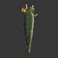 Green Cactus Plant With Thorns And Yellow Flowers On Dark Background