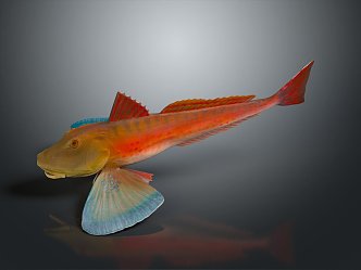 Catfish Carp Sturgeon Bass Freshwater Fish Various Carp Grass Carp Crucian Carp 3d model