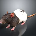 Black And White Rat With Pink Ears Standing On Smooth Dark Surface 3d model