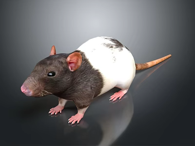 Modern Mouse Mouse Wizard Mouse Warlock Cartoon Mouse Animated Mouse 3d model