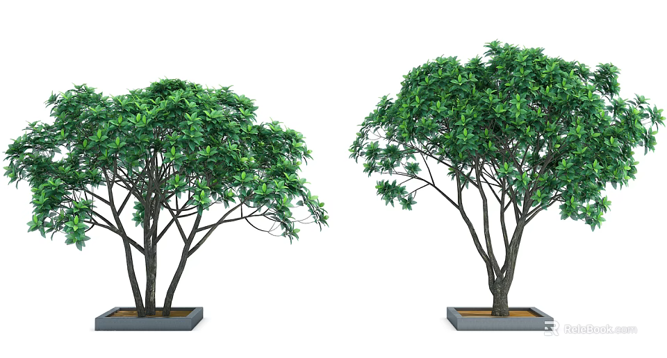 Two Arbor Trees With Lush Green Leaves Dark Trunks Planted In Square Planters 3d model 