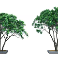 Two Arbor Trees With Lush Green Leaves Dark Trunks Planted In Square Planters