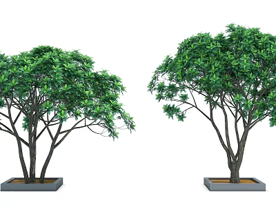 Two Arbor Trees With Lush Green Leaves Dark Trunks Planted In Square Planters 3d model