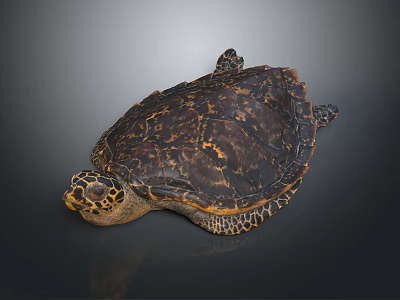 Realistic Sea Turtle Featuring Brown Orange Shell and Patterned Skin on Dark Surface 3d model
