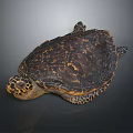 Realistic Sea Turtle Featuring Brown Orange Shell and Patterned Skin on Dark Surface