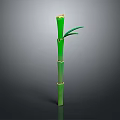 Green Bamboo Plant With Segments Shoots And Leaves At The Top