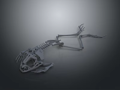 3D Rendered Dinosaur Skeleton Showing Skeletal Organs And Bone Structure Details 3d model