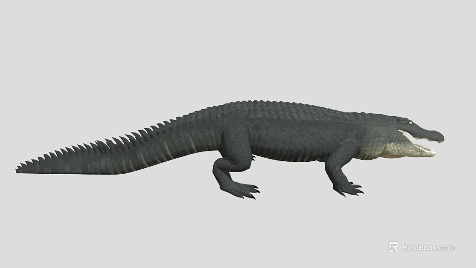 Realistic Crocodile With Detailed Scaled Body And Long Tail On White Background 3d model 