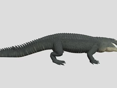 Realistic Crocodile With Detailed Scaled Body And Long Tail On White Background 3d model
