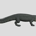 Realistic Crocodile With Detailed Scaled Body And Long Tail On White Background