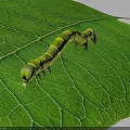 Yellow and green striped caterpillar crawling on a green leaf with visible leaf veins