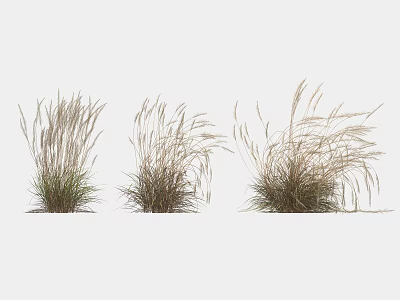 Three Clumps of Natural Looking Grass with Different Shapes Brown and Green in White Background 3d model