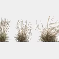 Three Clumps of Natural Looking Grass with Different Shapes Brown and Green in White Background