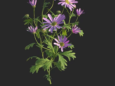 Vibrant Purple Flowers with Lush Green Leaves on Slender Stems in Black Background 3d model