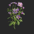Vibrant Purple Flowers with Lush Green Leaves on Slender Stems in Black Background