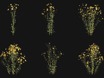 Yellow Flowering Plants With Green Stems In Various Displays On Black Background 3d model