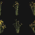 Yellow Flowering Plants With Green Stems In Various Displays On Black Background