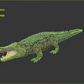 Crocodile Model With Open Mouth Shiny Skin And Gray Background Reflection 3d model