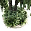 Lush Palm Arbor With Long Green Fronds Trunk And Surrounding Small Plants
