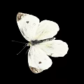White Butterfly with White Wings Featuring Black Edges and Spots against Black Background