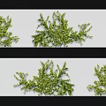 Modern Vine 3d model