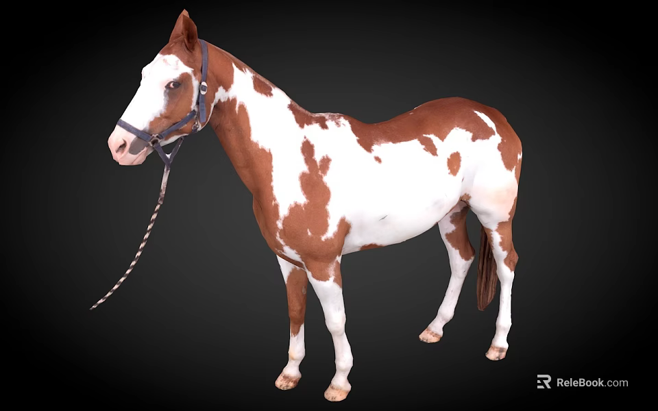 Brown And White Spotted Horse With Bridle Standing Against Dark Background 3d model 