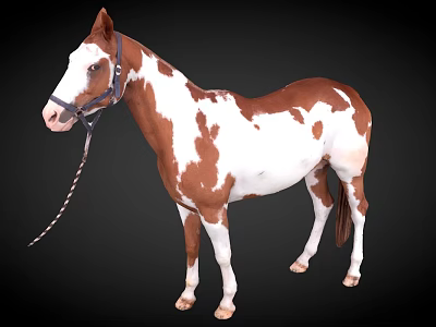 Brown And White Spotted Horse With Bridle Standing Against Dark Background 3d model