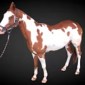 Brown And White Spotted Horse With Bridle Standing Against Dark Background