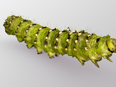 Caterpillar worm egg worm egg animal pupa silkworm model