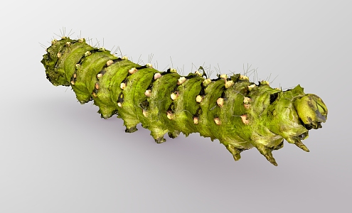 Caterpillar worm egg worm egg animal pupa silkworm 3d model