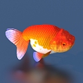 goldfish ornamental fish pet fish koi carp 3d model